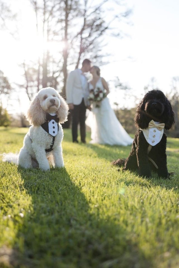 Wedding photo with dogs wearing tuxedo bandanas
